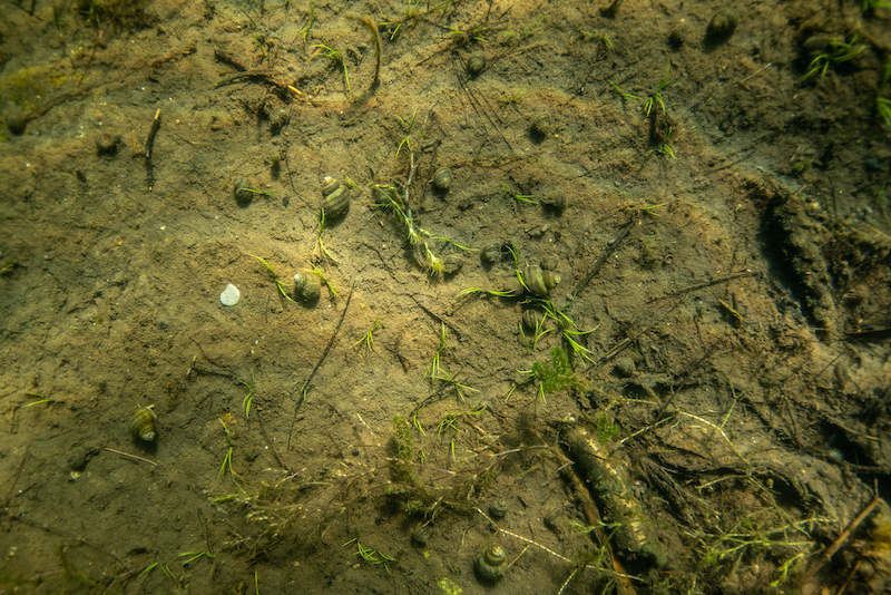 banded mysterysnail