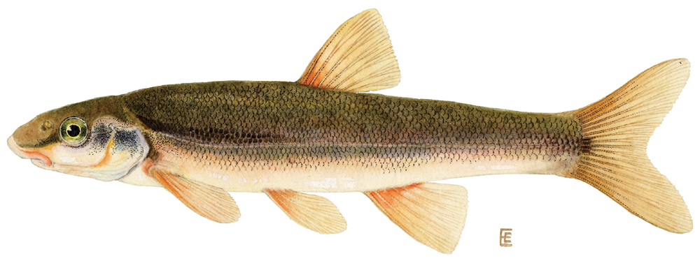 Longnose Dace