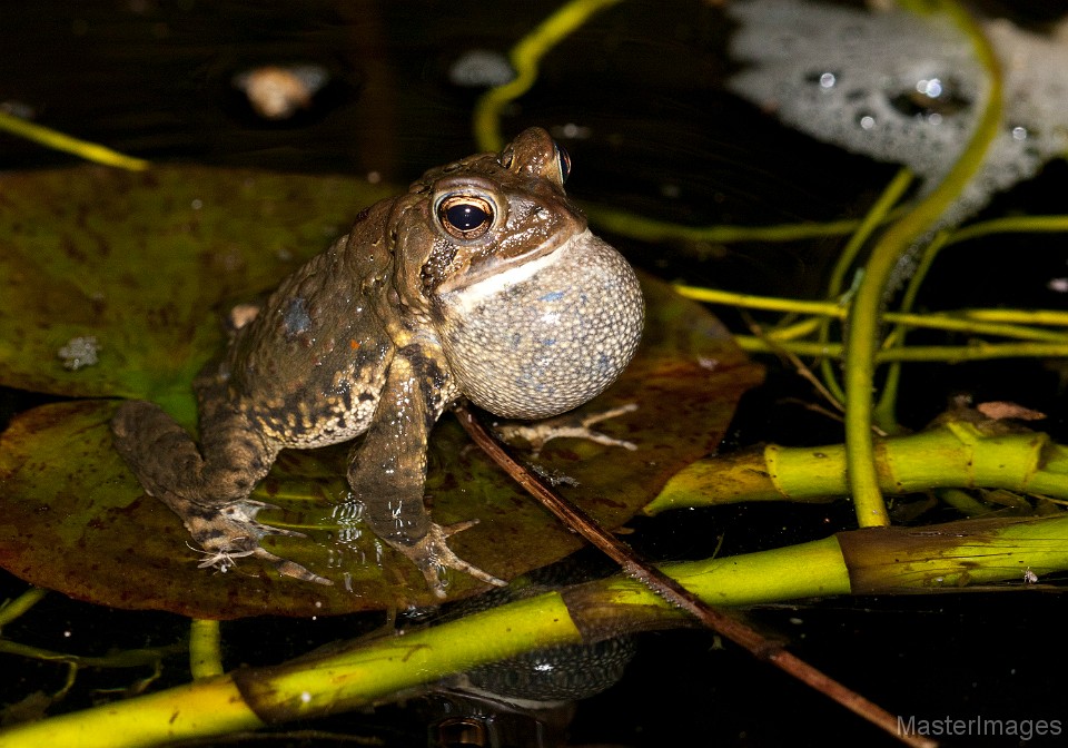 americantoad_LarryMaster