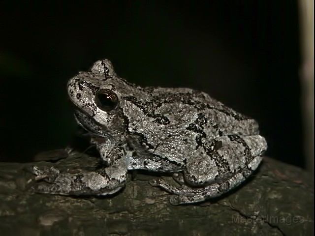 graytreefrog_LarryMaster