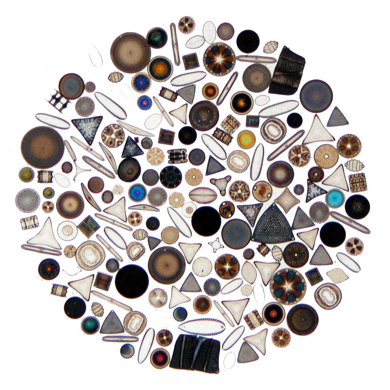 Take a deep breath, now, thank the diatoms | Ausable River Association