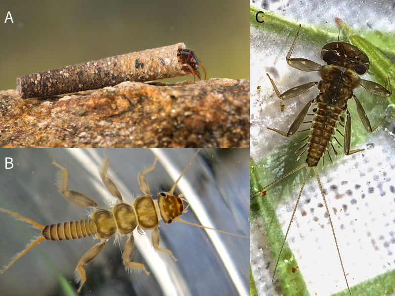 Fishing+Flies+Identification, Stream Charts are your on the water