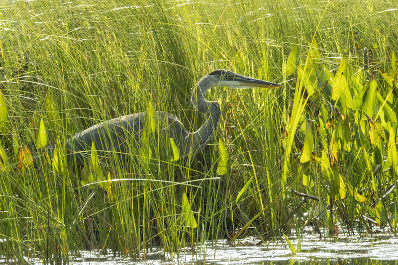 Great Blue Heron in a marsh, Larry Master