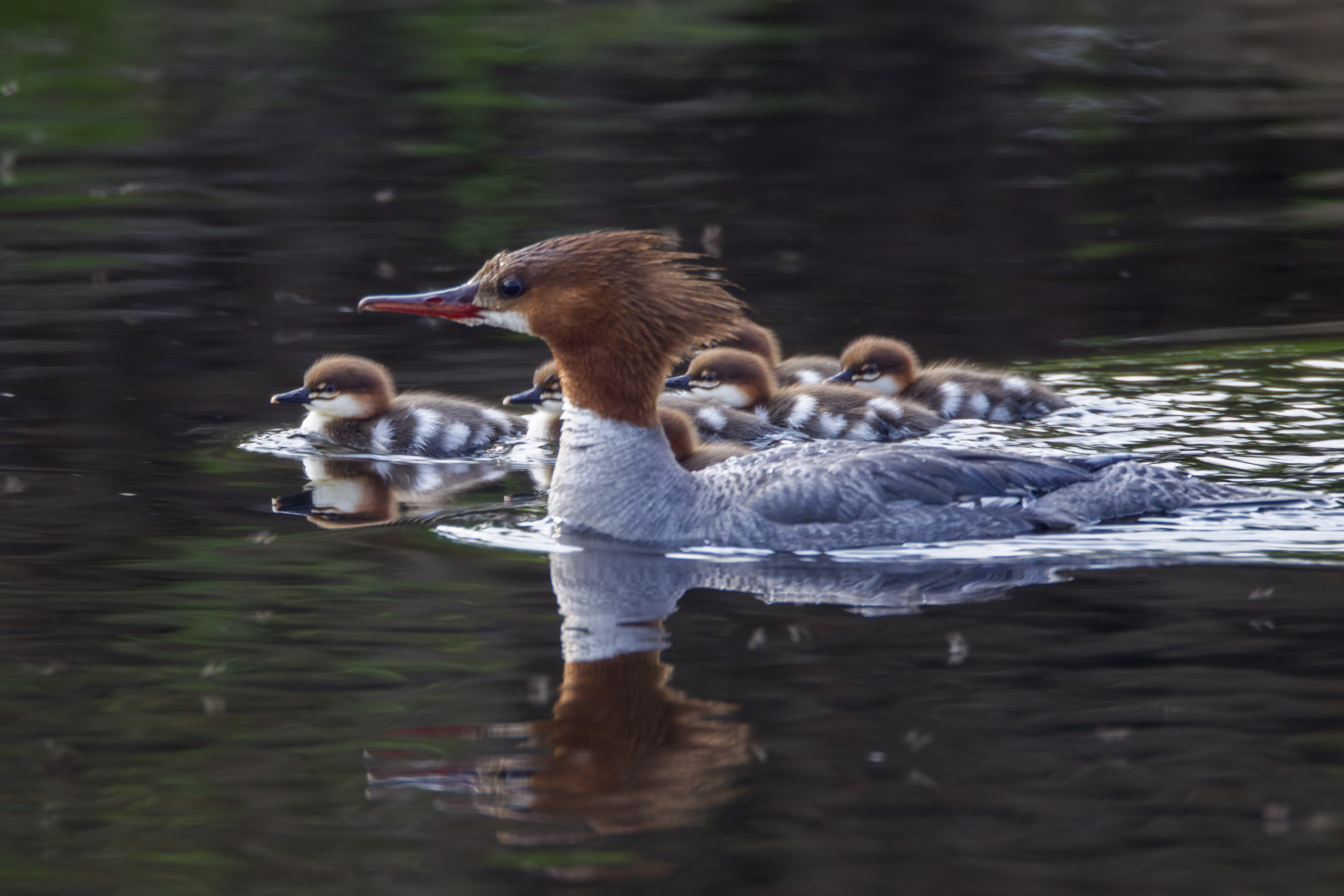 female common merganser with 6 chicks, swimming. Larry Master