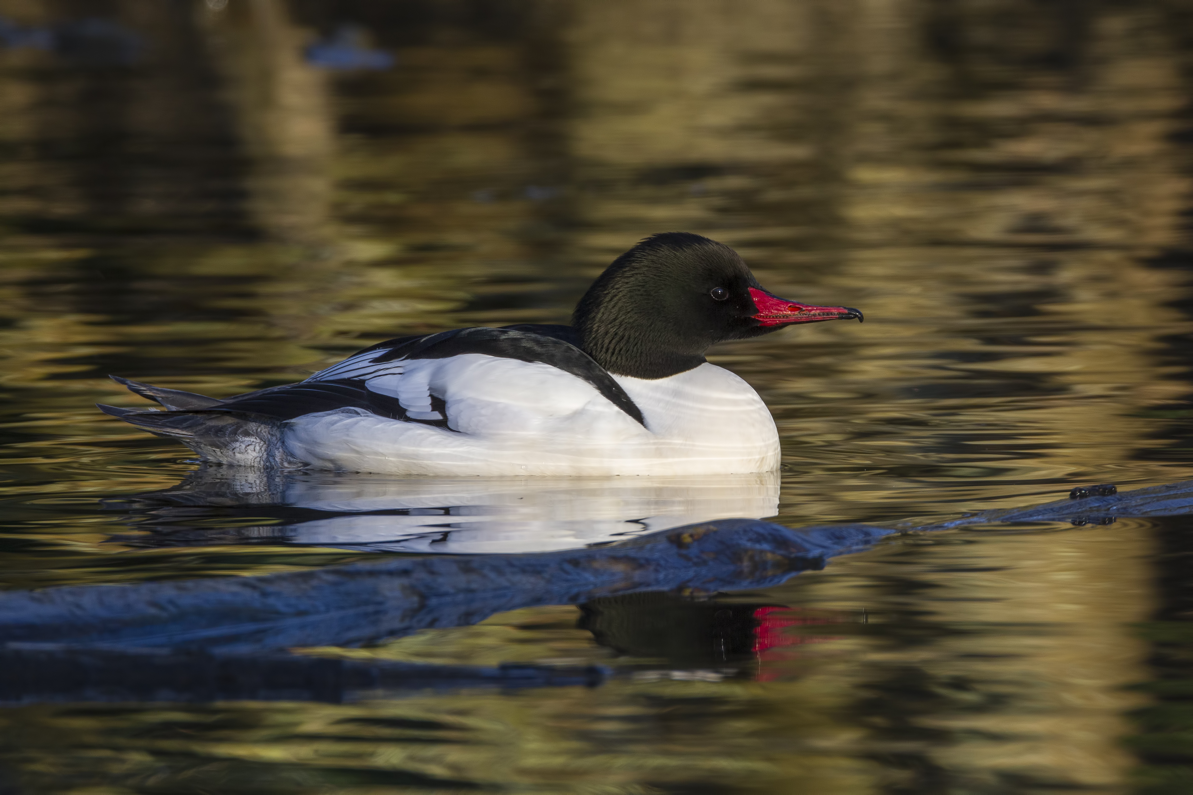 Male common merganser swimming with a reflection, Larry Master