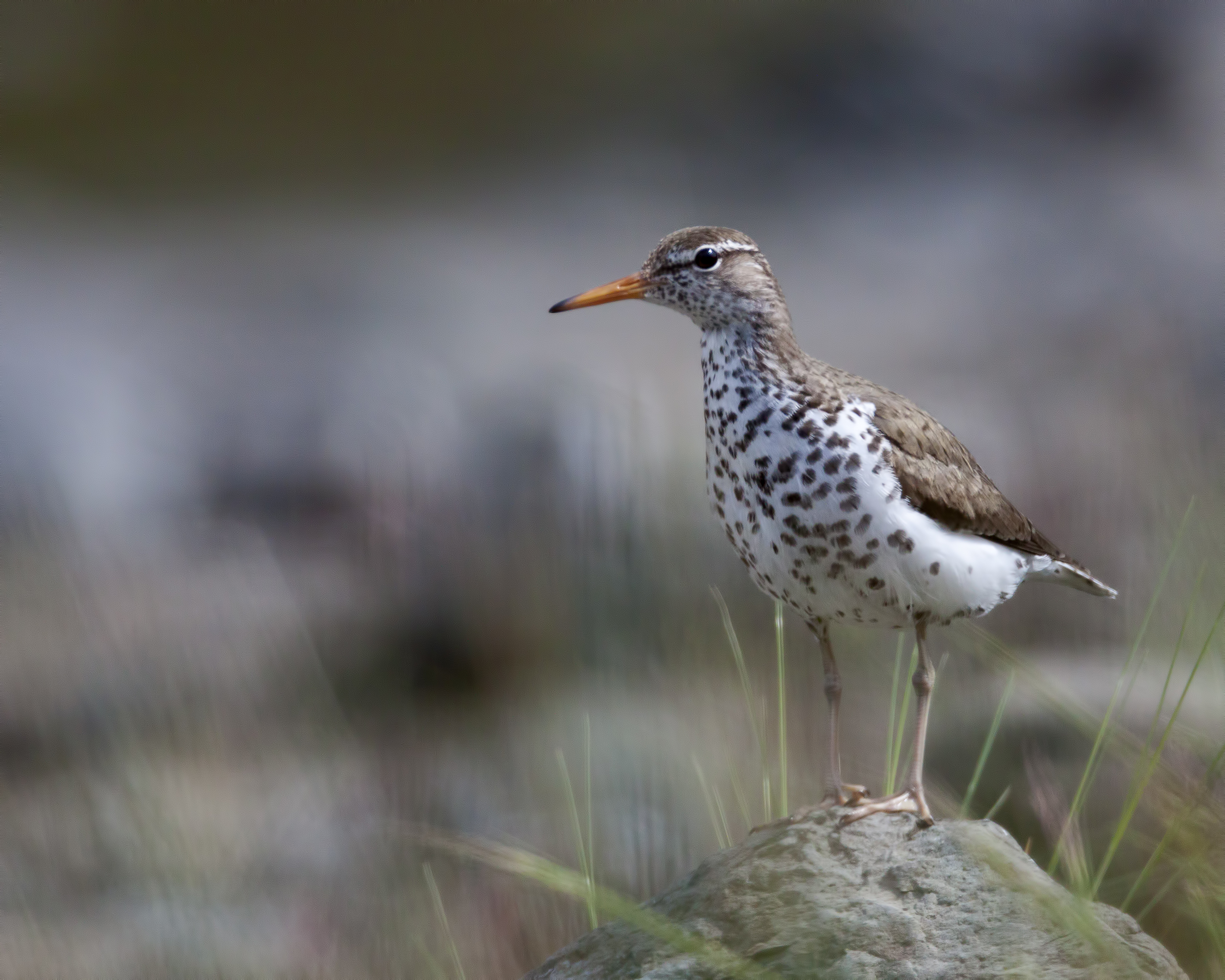 Spotted Sandpiper on a rock, Larry Master