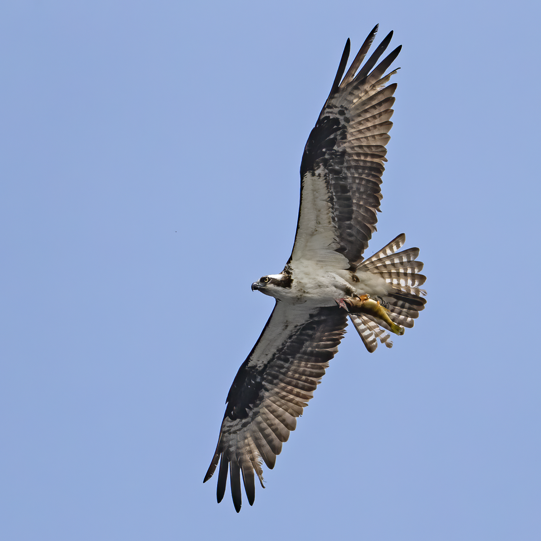 Osprey in flight on a blue sky background, grasping a yellow perch fish, by Larry Master