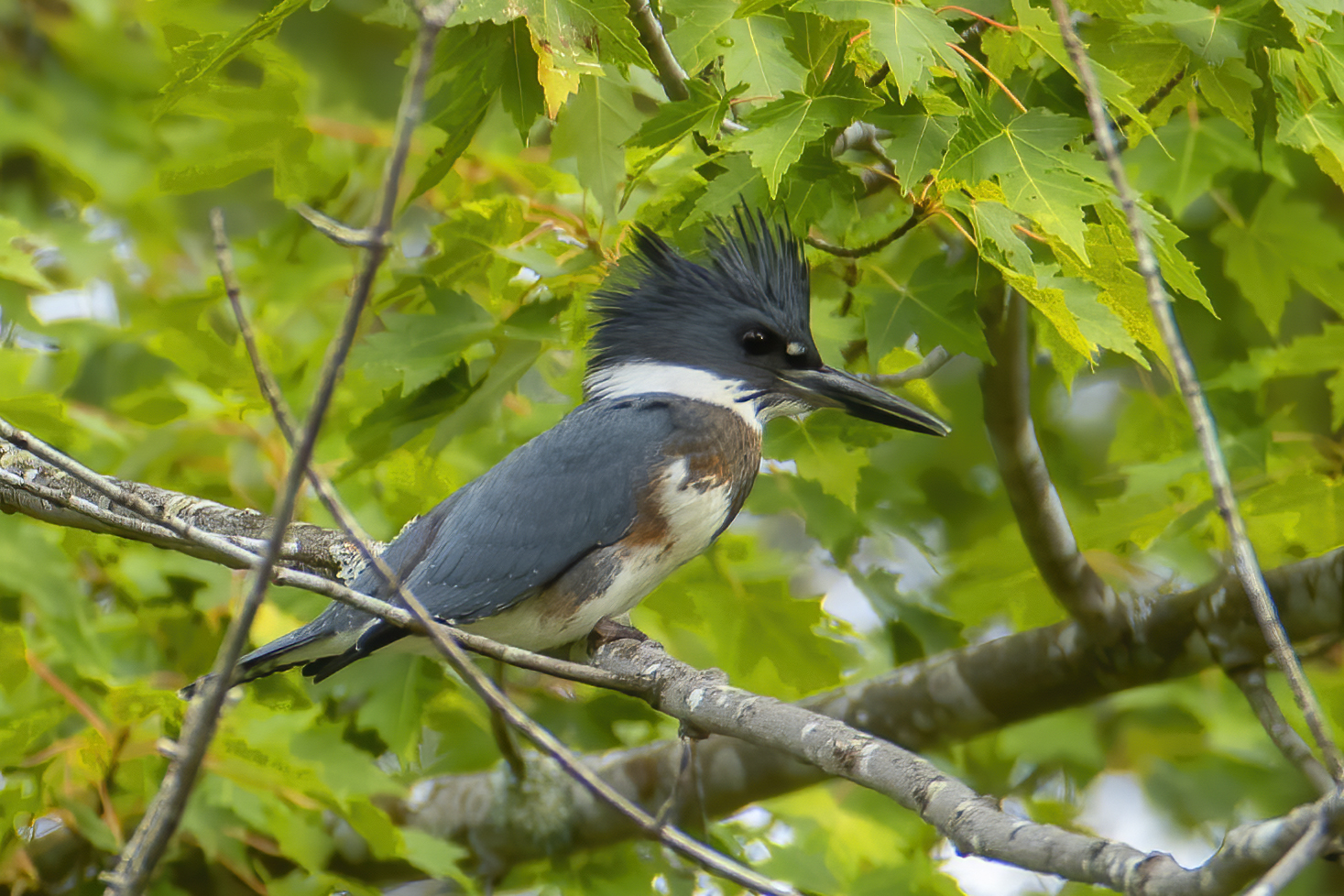 Belted Kingfisher perching on a branch, by Larry Master