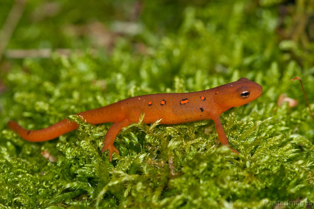 Adirondack Salamanders | Ausable River Association