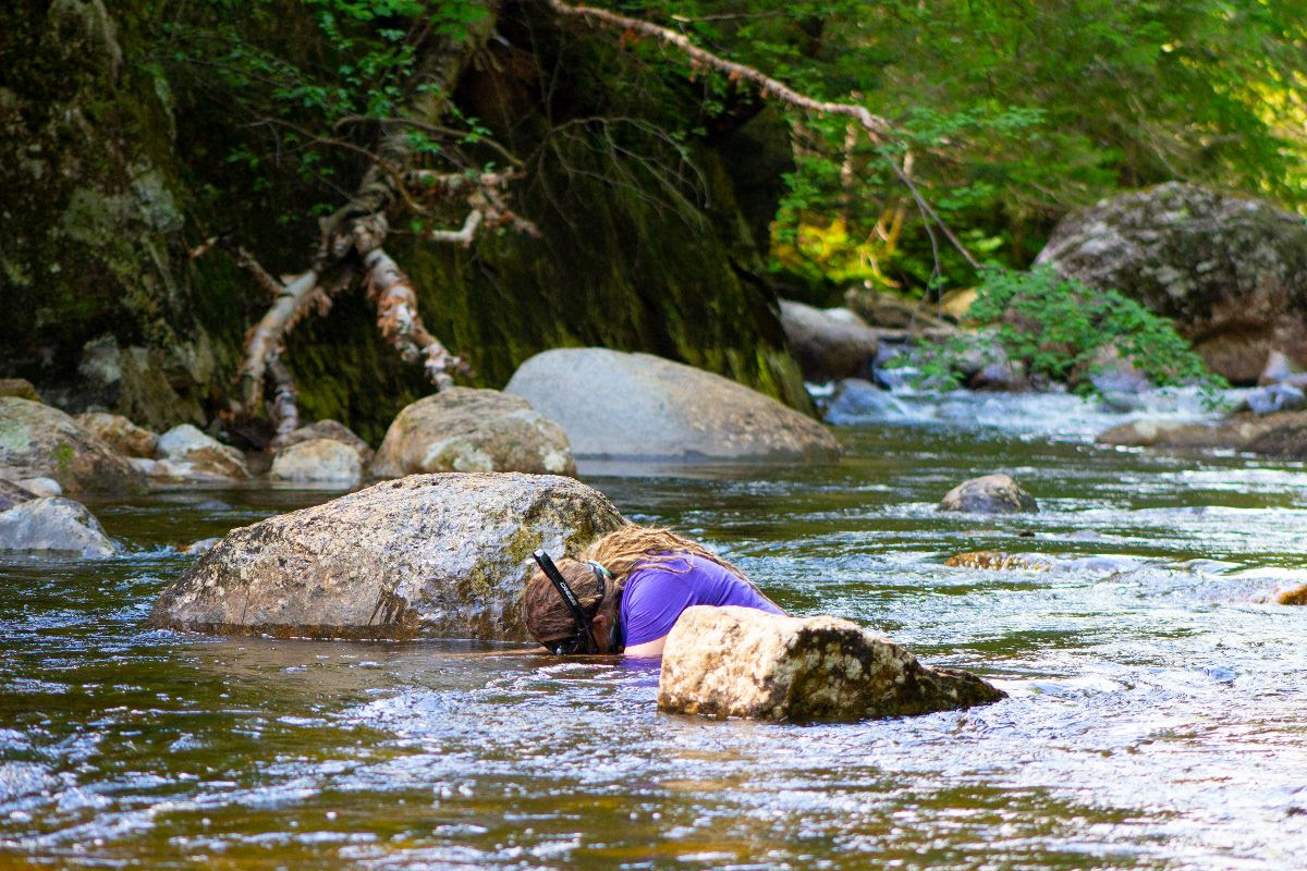 scientist snorkeling in a river