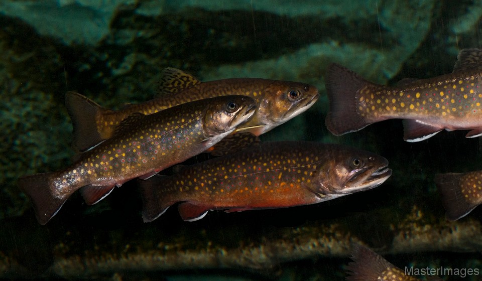 Brook trout gathered underwater