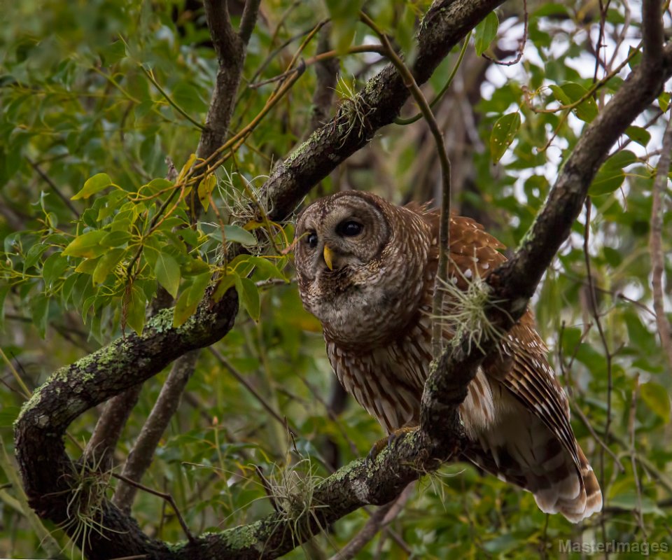 barred owl in a forest