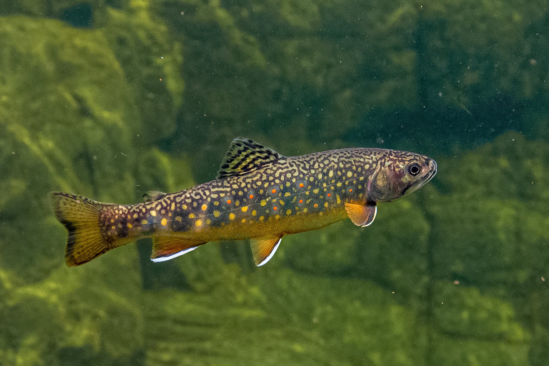 brook trout underwater