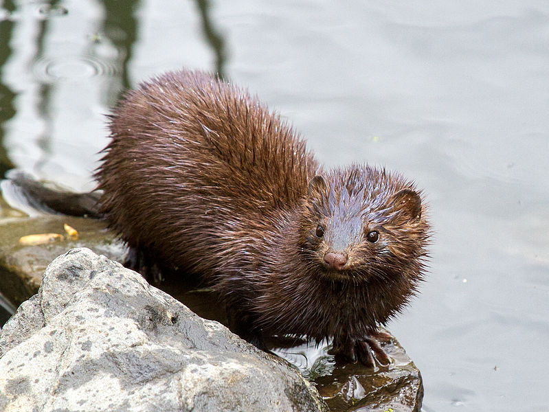 American mink, all wet