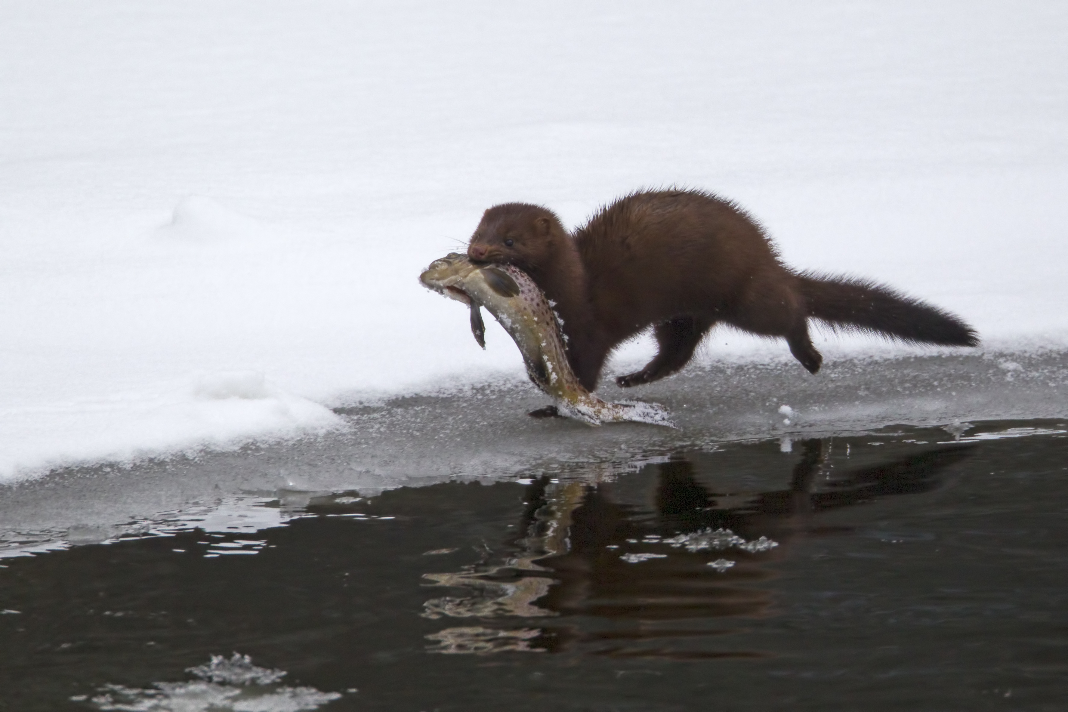 American Mink with fish on ice, Larry Master