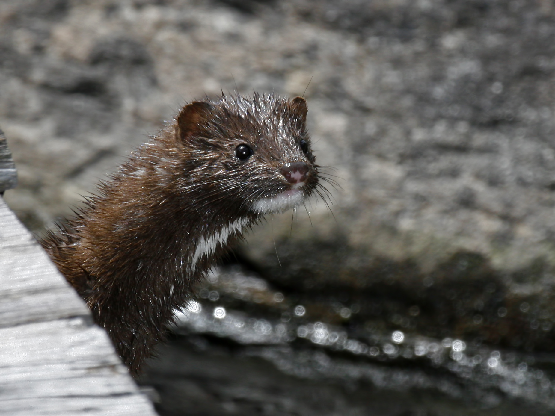 American Mink Larry Master