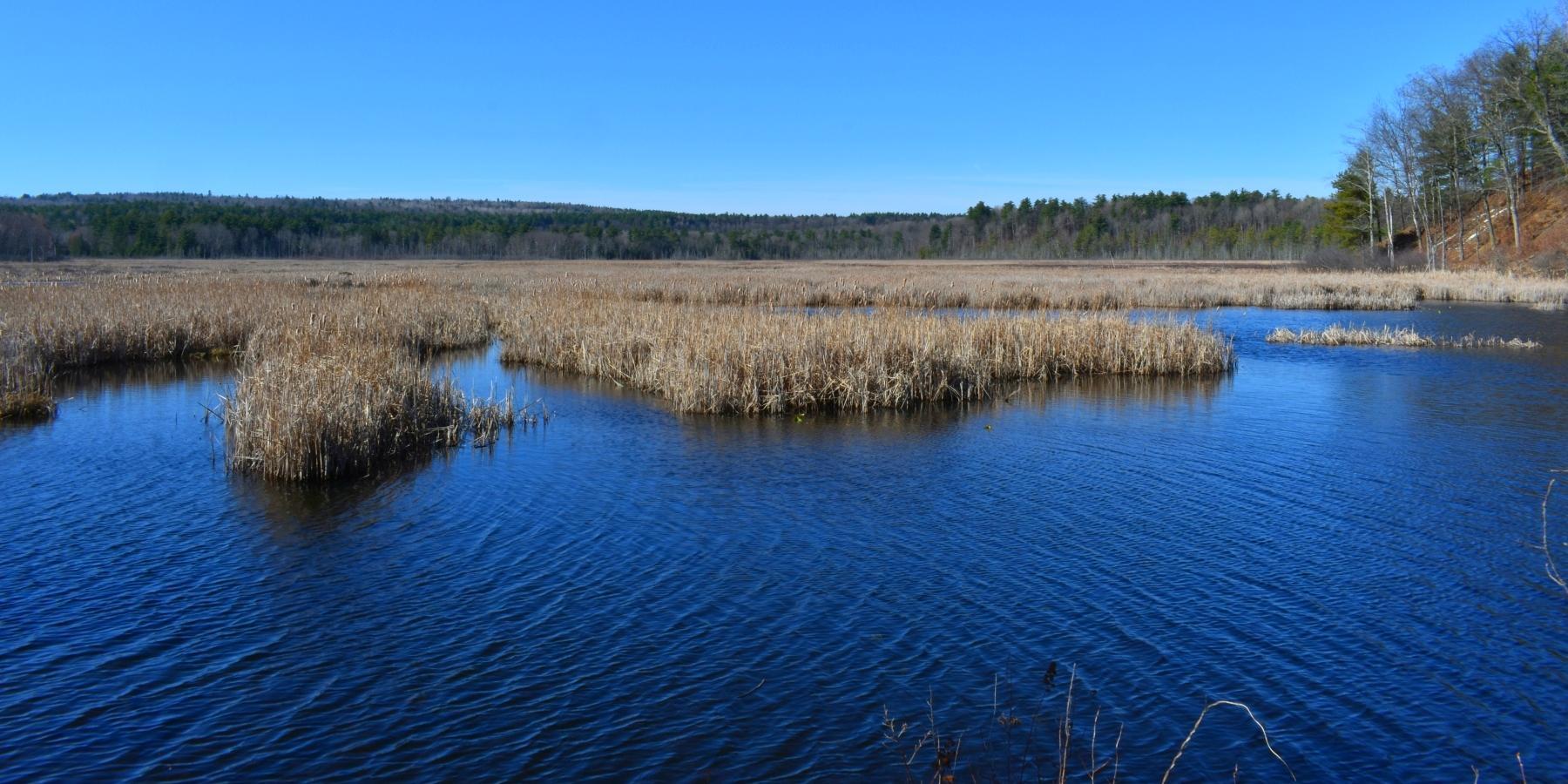 A marsh in early spring under a clear blue sky