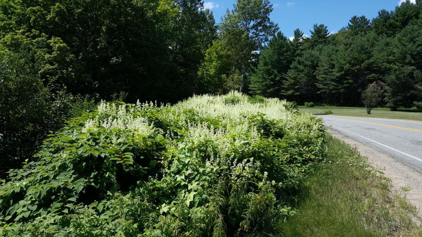 Japanese Knotweed