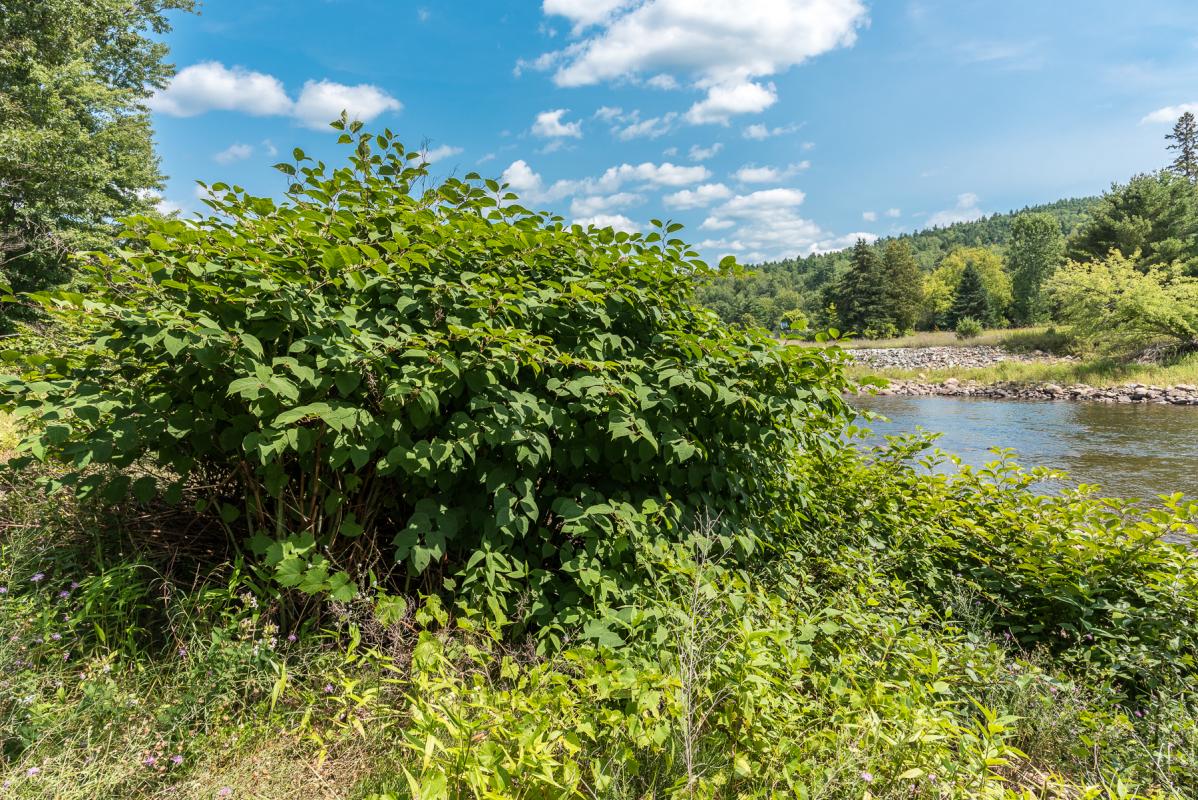 Japanese knotweed