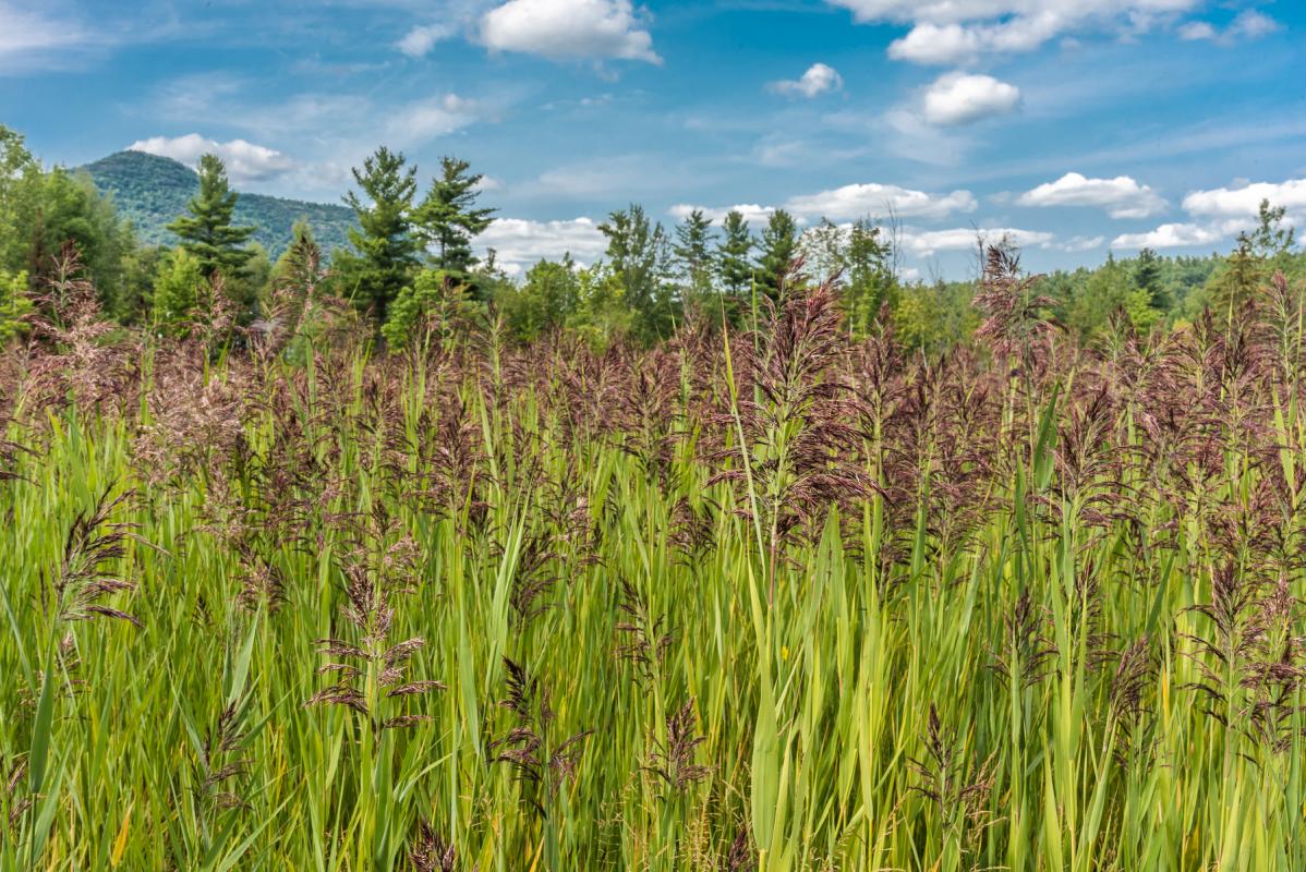 phragmites common reed