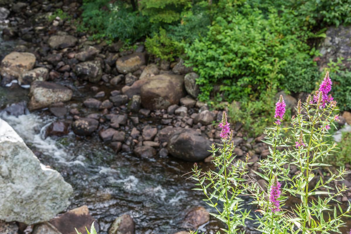 Purple loosestrife streamside