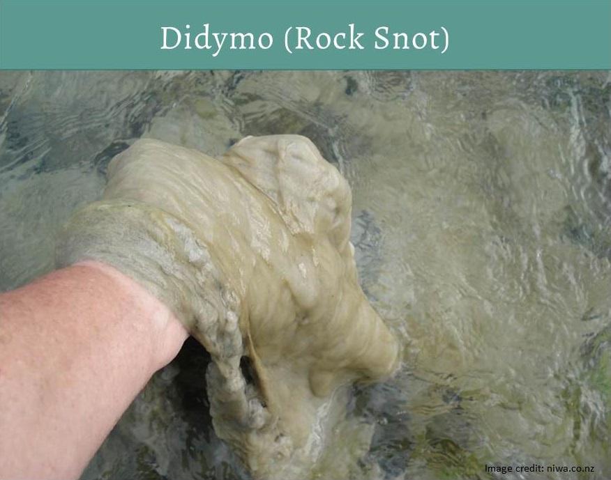 Didymo (Rock Snot)