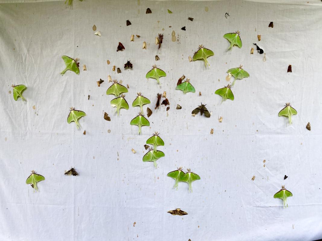 Large number of moths on white sheet