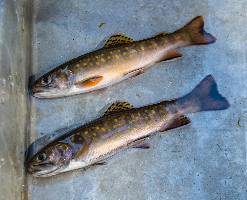 Lenny Preston Brook Trout