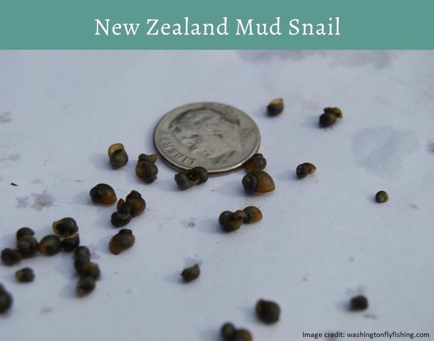 New Zealand mud snail