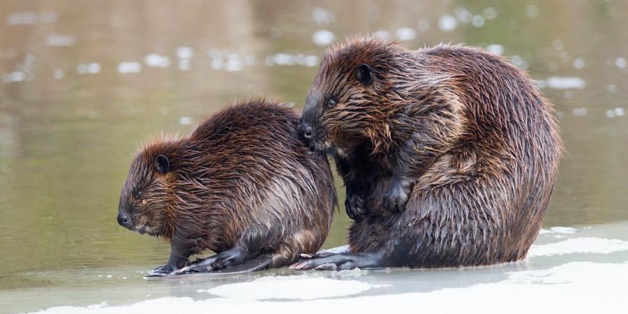 American Beaver - Larry Master