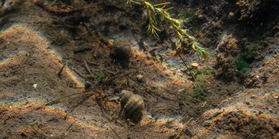 banded mysterysnail