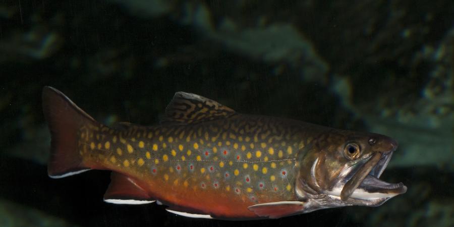 Adirondack Brook Trout