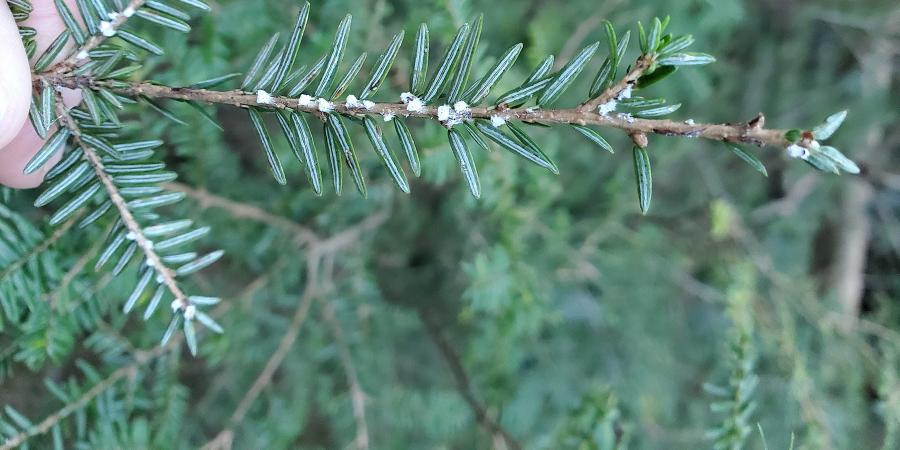 Hand holding hemlock branch with HWA on it