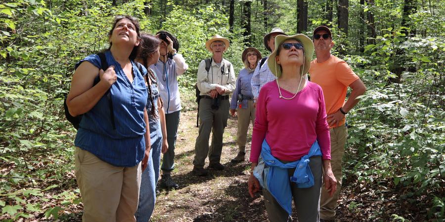 Several people in a forest looking up at the treetops