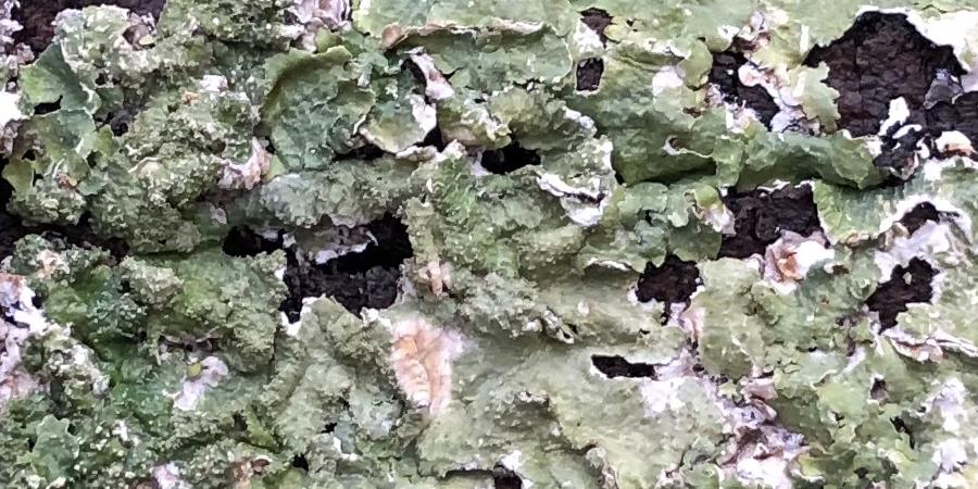 Lichen