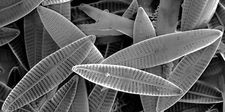 marine diatoms