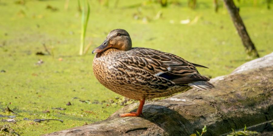 mallard duck sitting on a log on a small pond