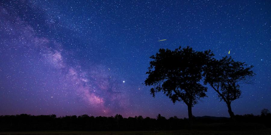 Milky Way Behind Trees