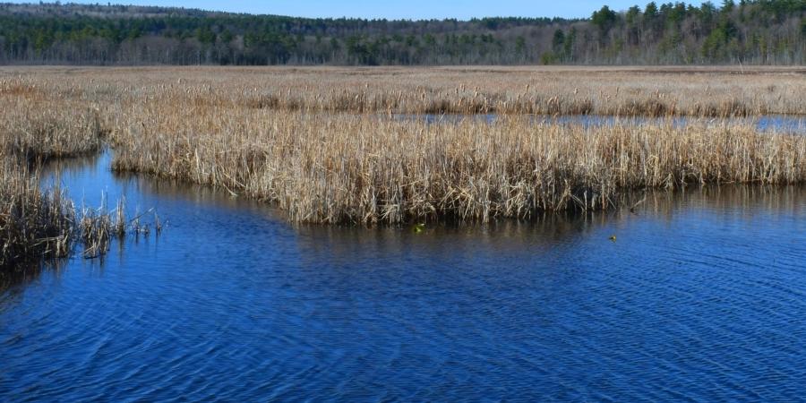 A marsh in early spring under a clear blue sky